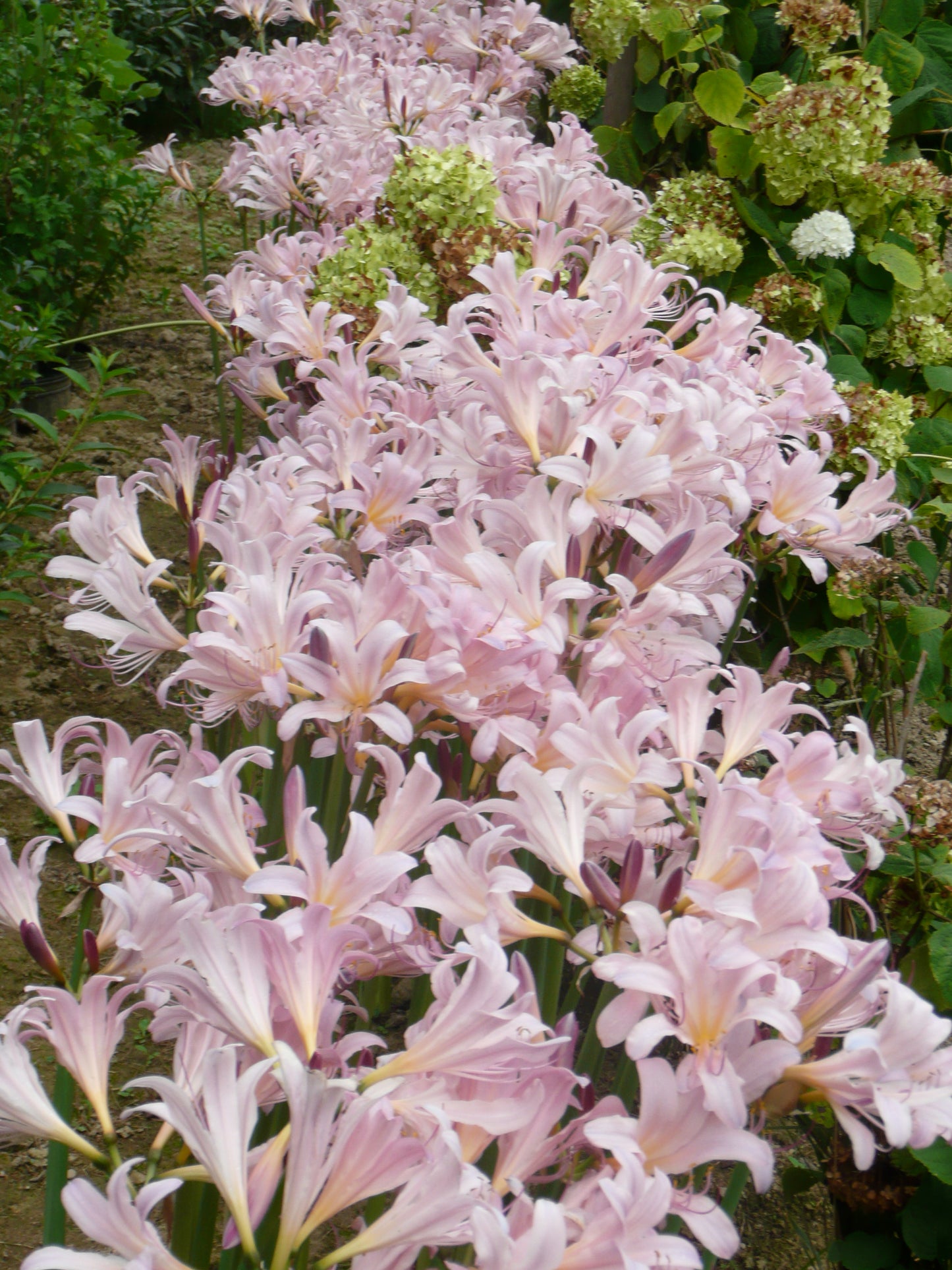 Magic Lily, Surprise Lily, Naked Ladies