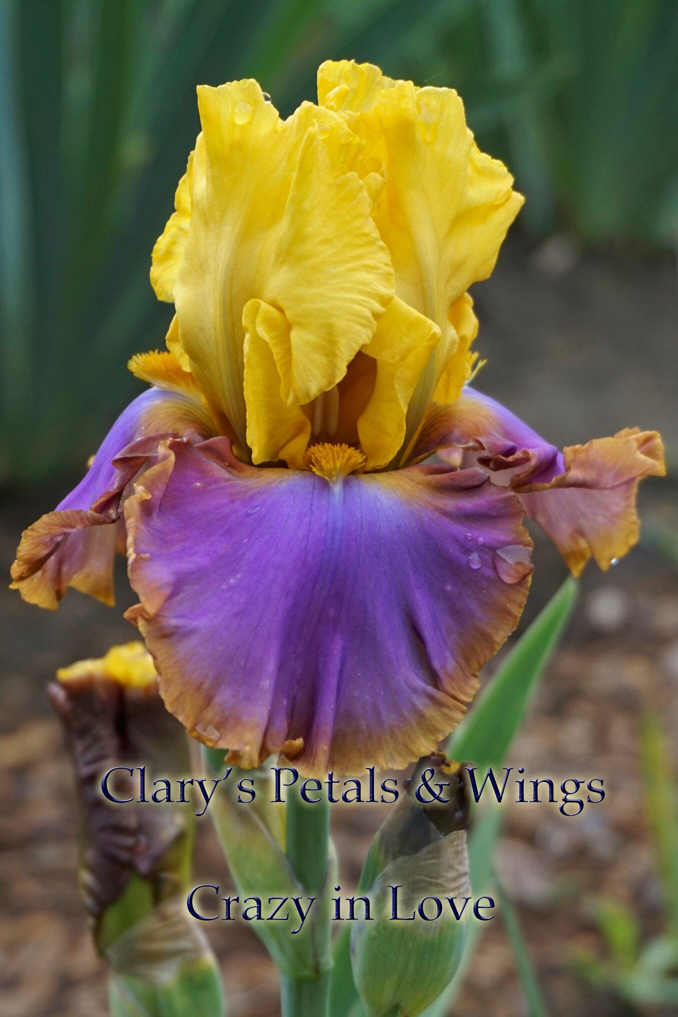 CRAZY IN LOVE - 2004 - TB