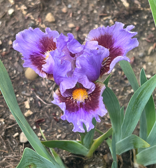 WOODY WOODPECKER - 2018 -  SDB - Fragrant