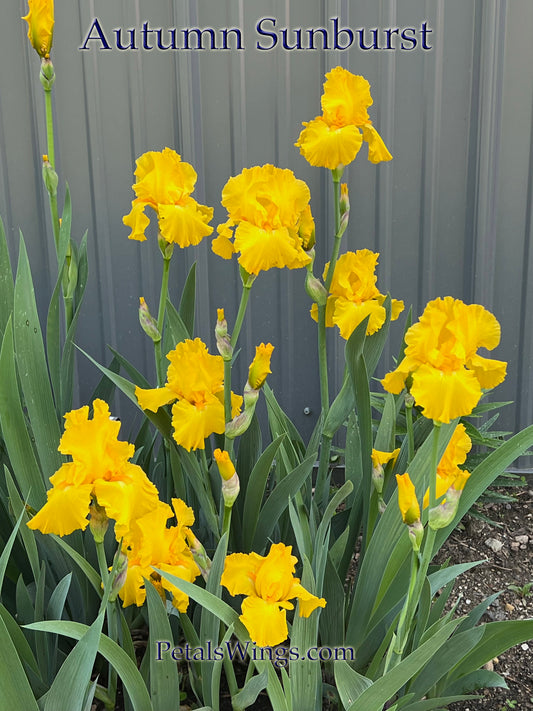 AUTUMN SUNBURST - 2010 - TB - Reblooming