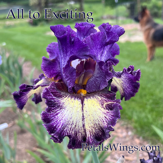 ALL TOO EXCITING - 2018 - TB - Fragrant