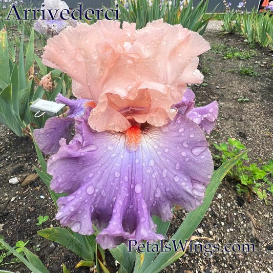 ARRIVEDERCI - 2014 - TB