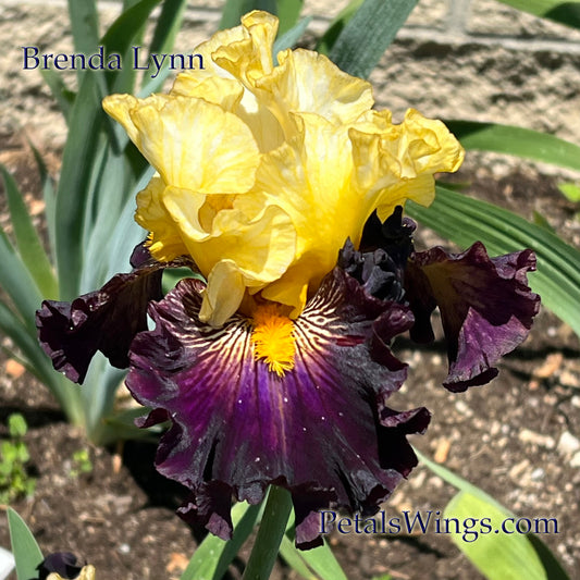 BRENDA LYNN - 2024 - TB - Fragrant