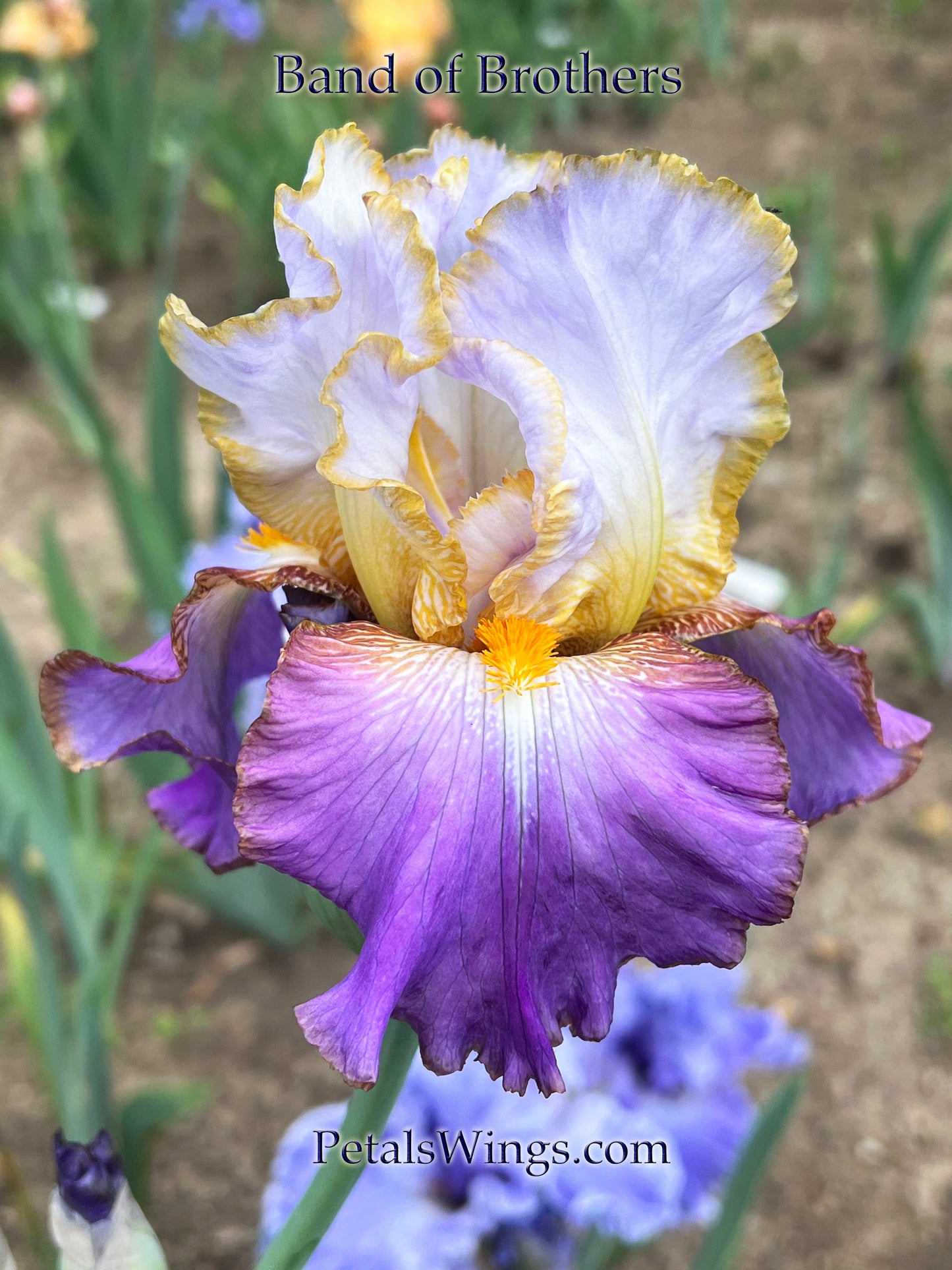 BAND OF BROTHERS - 2015 - TB - Fragrant