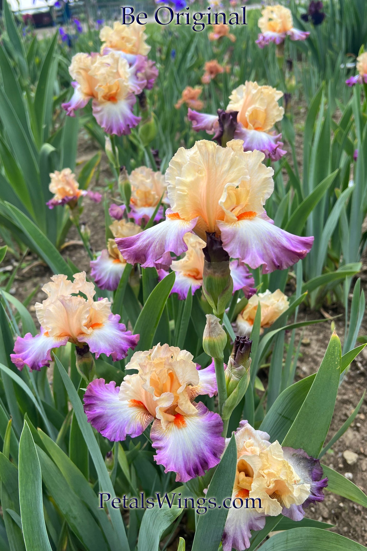 BE ORIGINAL - 2009 - TB - Fragrant