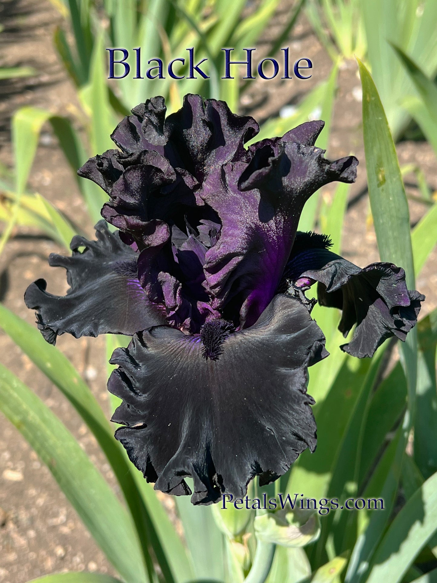 BLACK HOLE - 2019 - TB - Fragrant