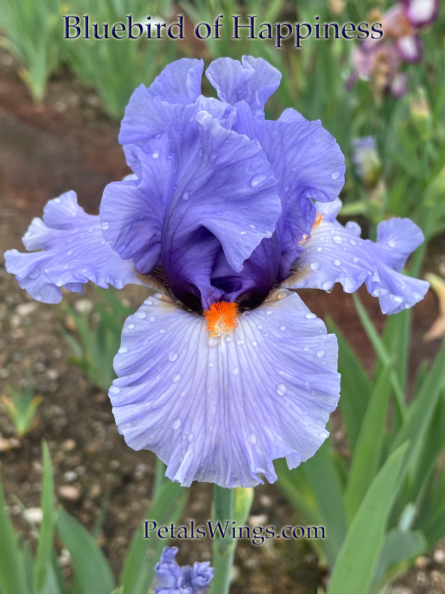 BLUEBIRD OF HAPPINESS - 2012 - TB