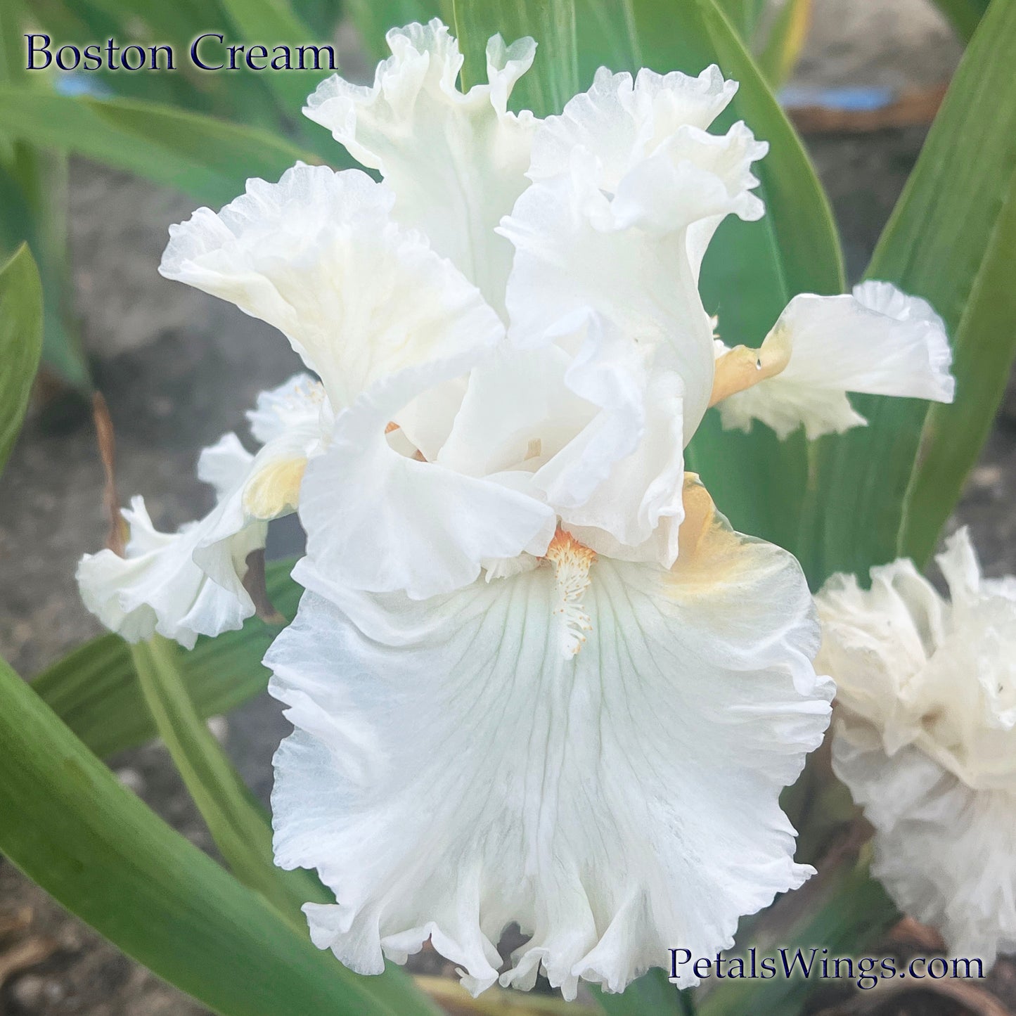 BOSTON CREAM  - 2014 - TB