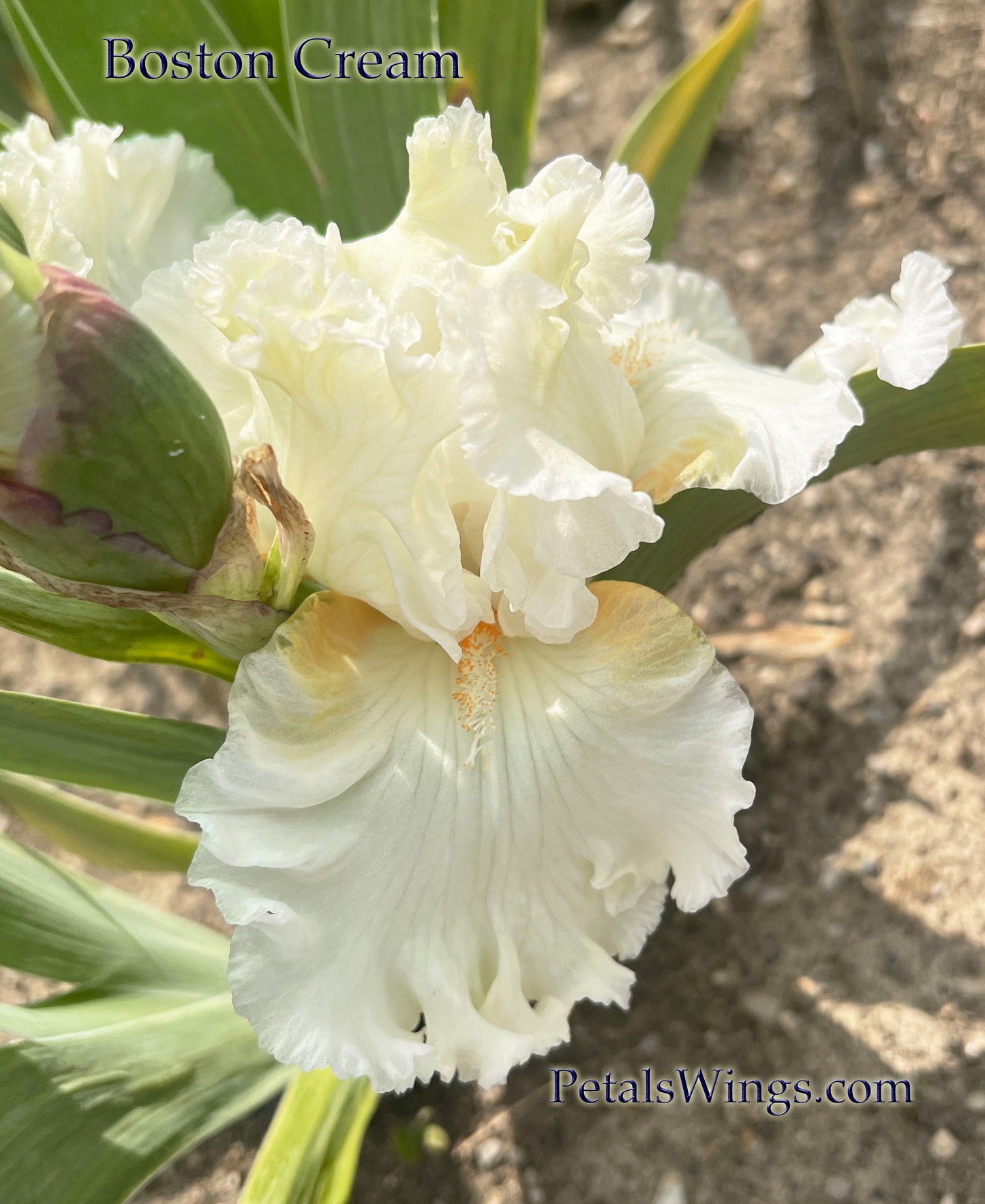 BOSTON CREAM  - 2014 - TB