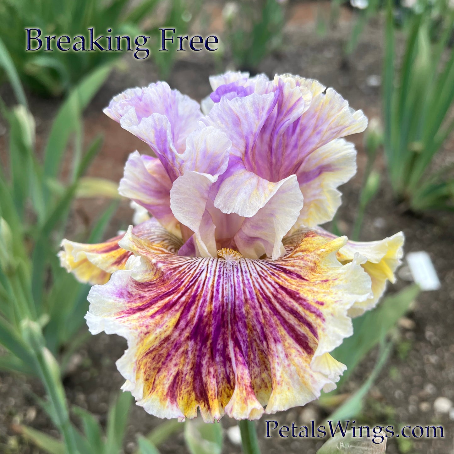 BREAKING FREE -  2020 - TB - Fragrant