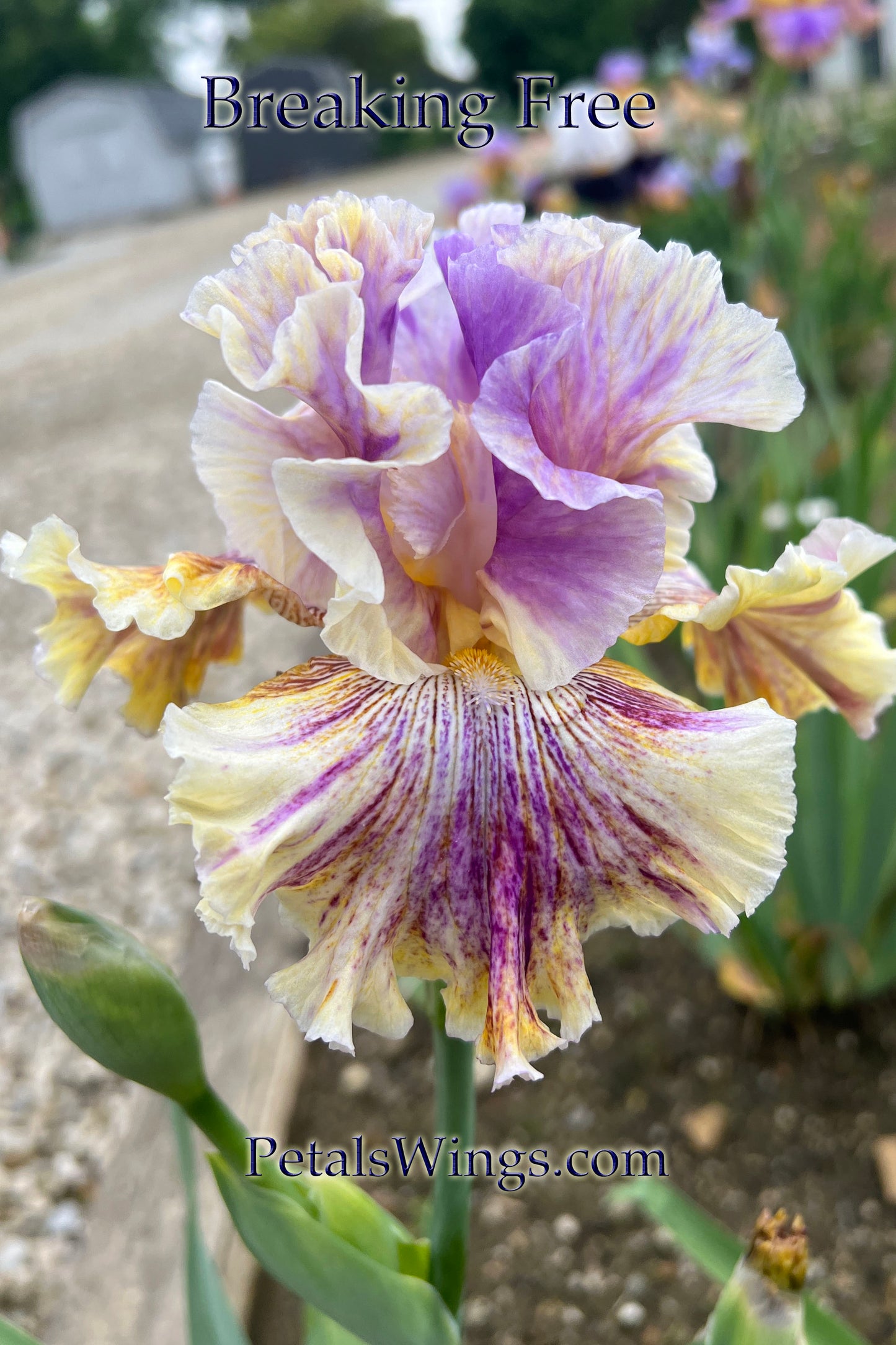 BREAKING FREE -  2020 - TB - Fragrant