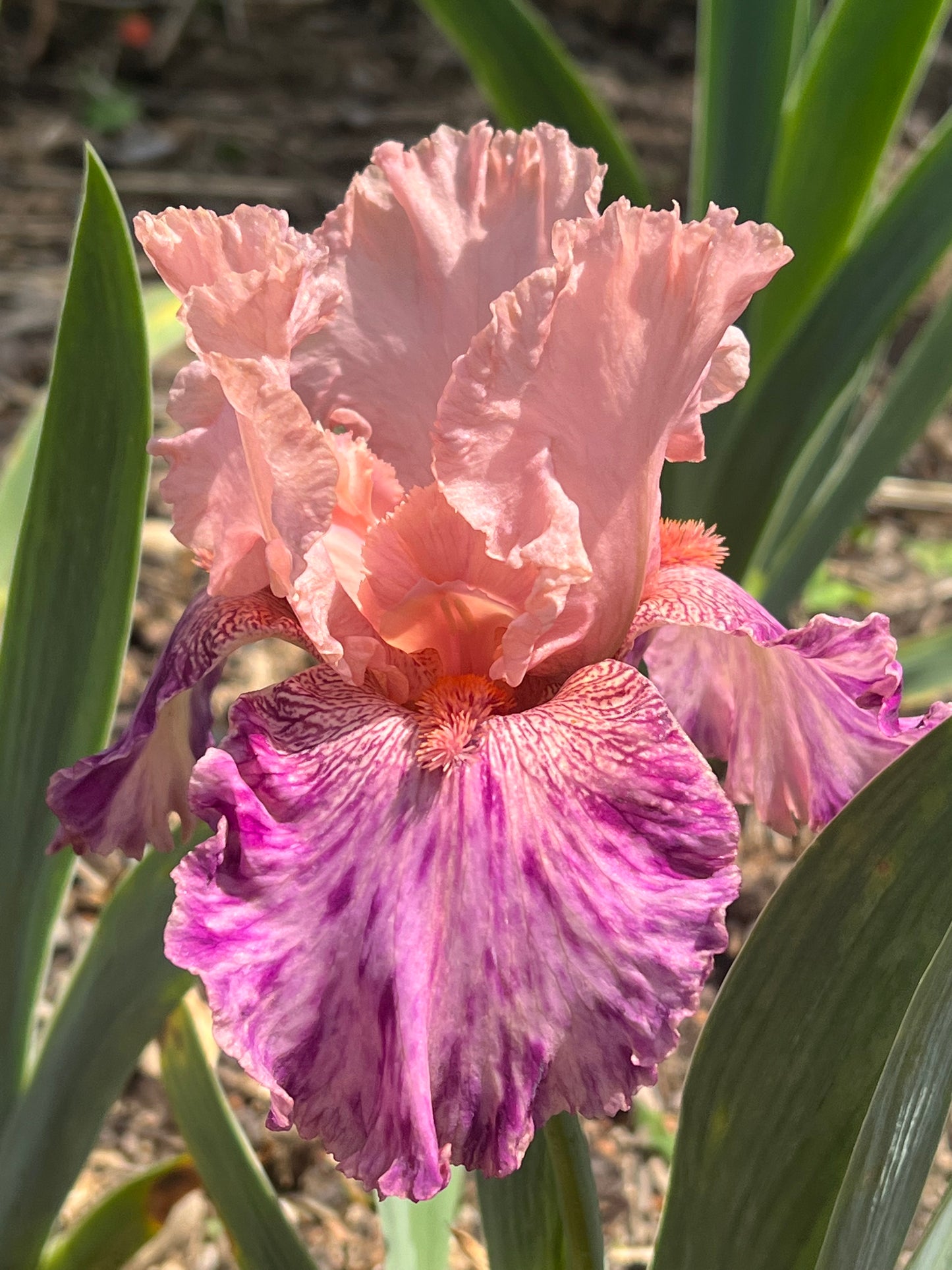 BROKE AGAIN - 2010 - TB - Reblooming