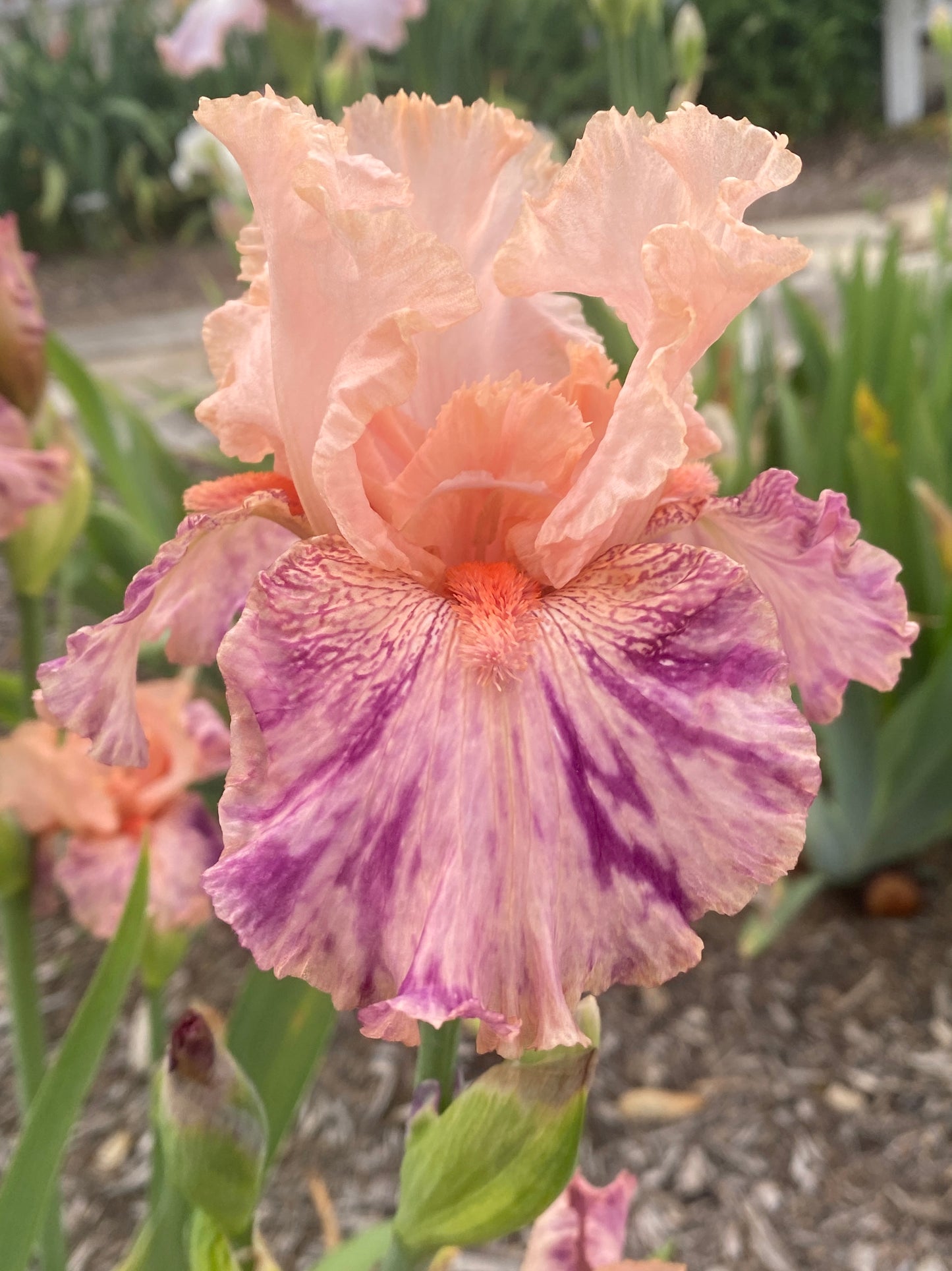 BROKE AGAIN - 2010 - TB - Reblooming