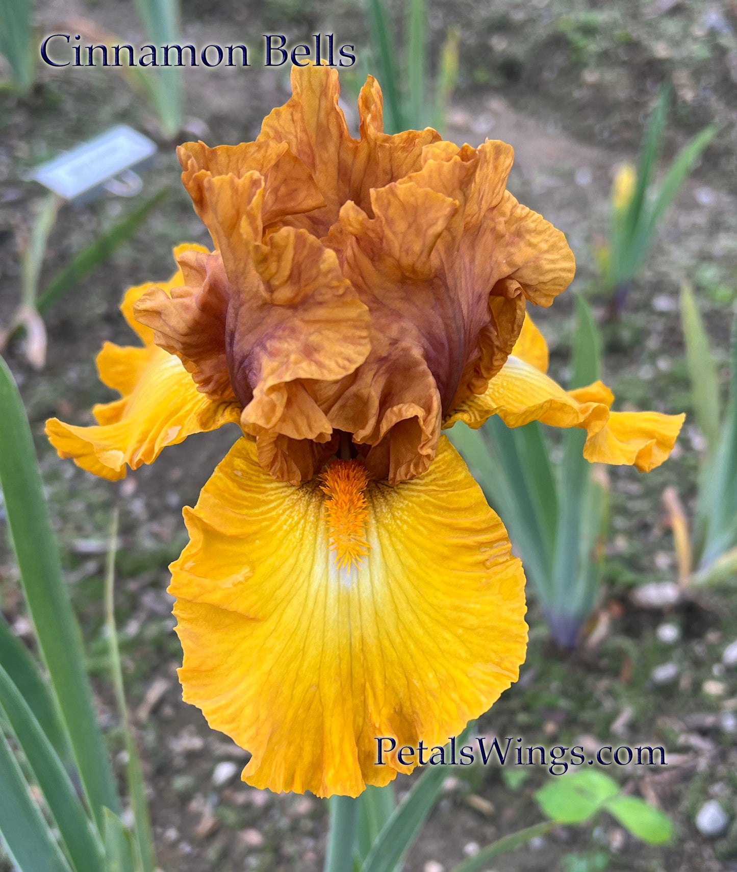 CINNAMON BELLS - 2009 - TB - Fragrant