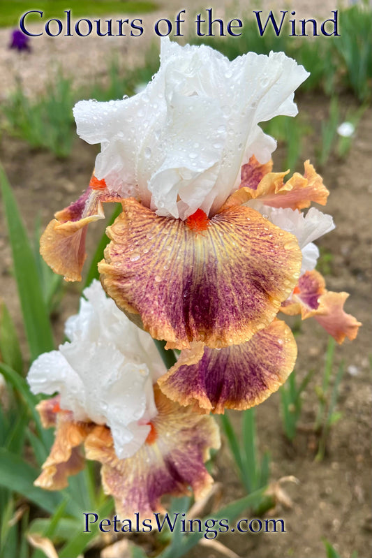 COLOURS OF THE WIND - 2014 - TB - Fragrant