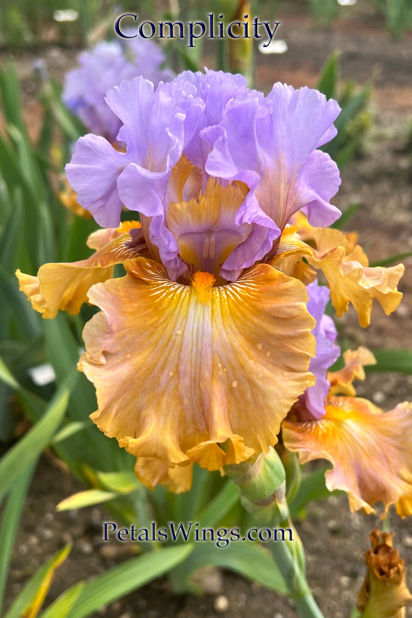 COMPLICITY - 2021 - TB