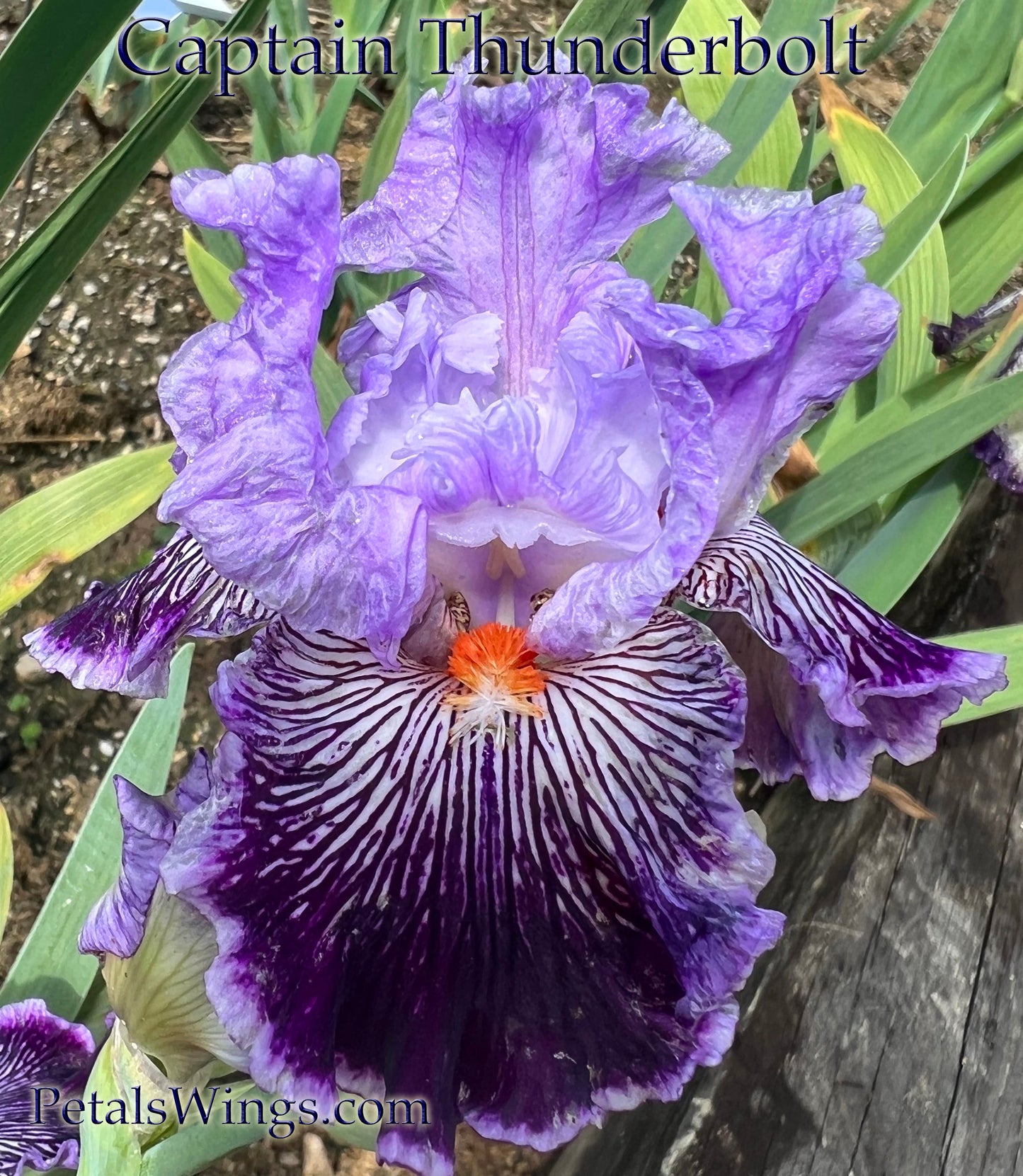 CAPTAIN THUNDERBOLT - 2011 - TB - Fragrant