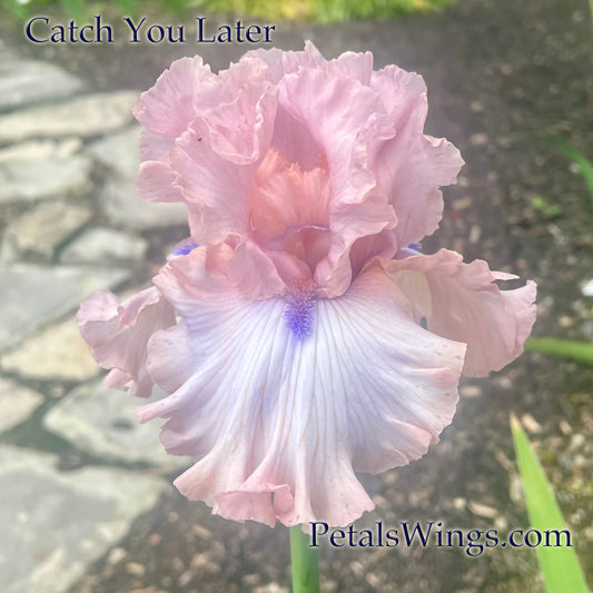 CATCH YOU LATER - 2024 - TB - Fragrant