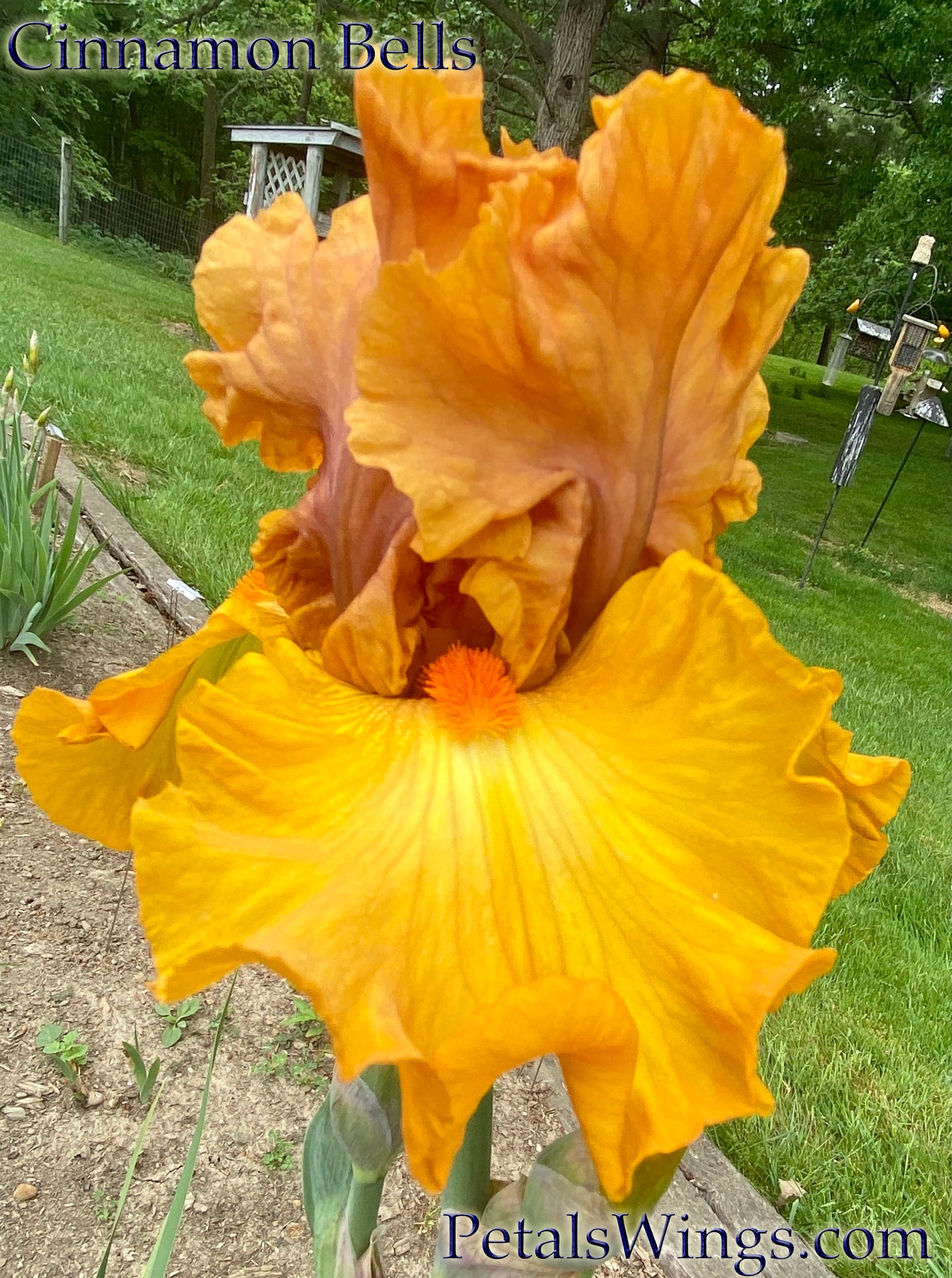 CINNAMON BELLS - 2009 - TB - Fragrant