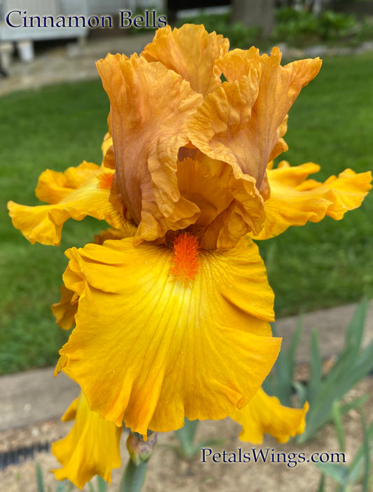 CINNAMON BELLS - 2009 - TB - Fragrant