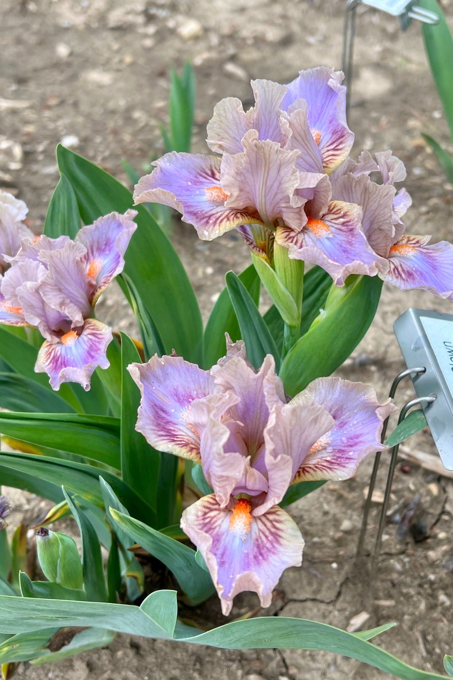 CIRCUS CLOWN - 2005 - SDB