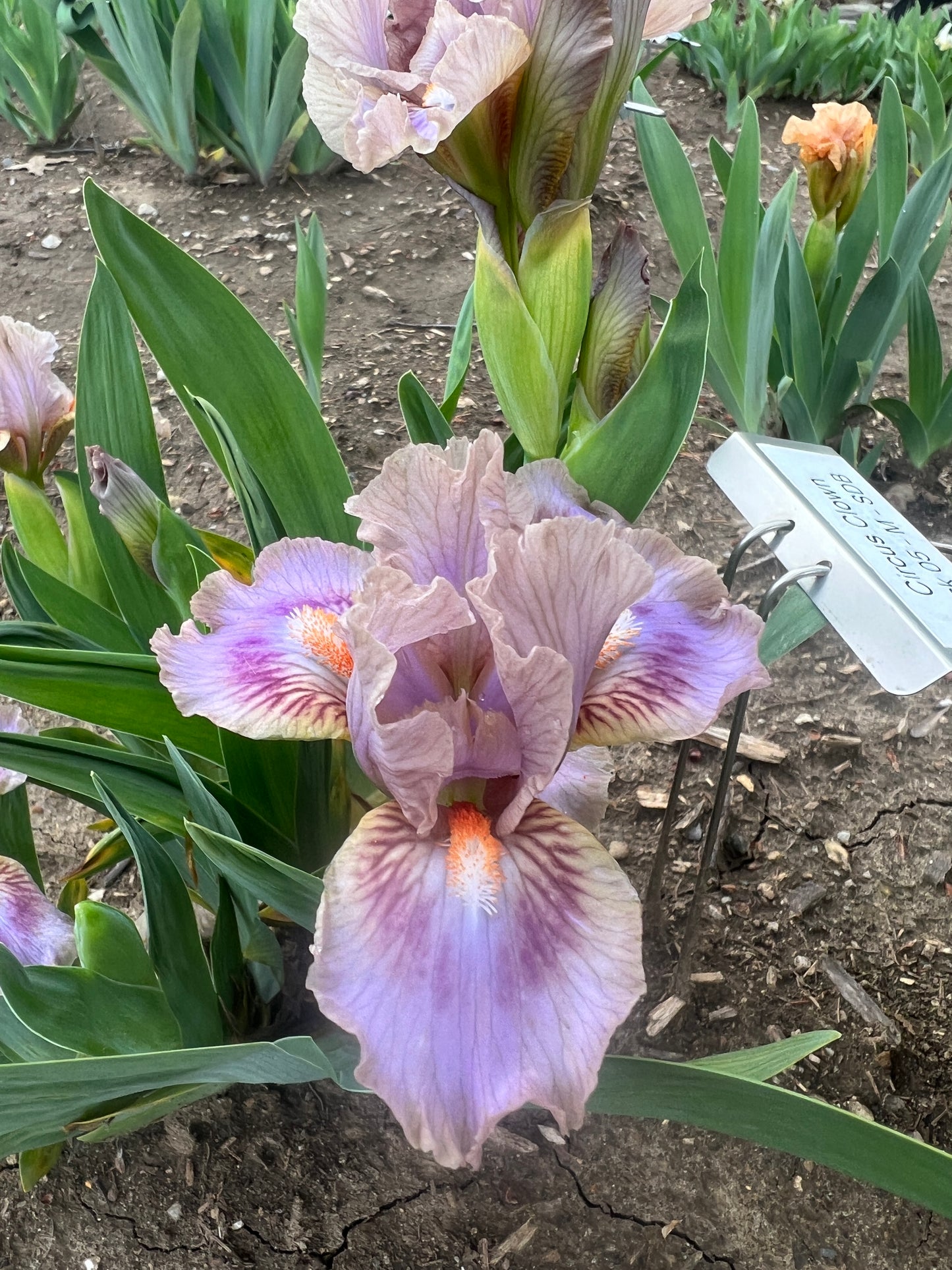 CIRCUS CLOWN - 2005 - SDB