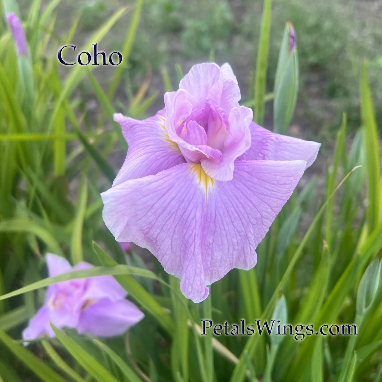 COHO- Ensata Japanese Iris