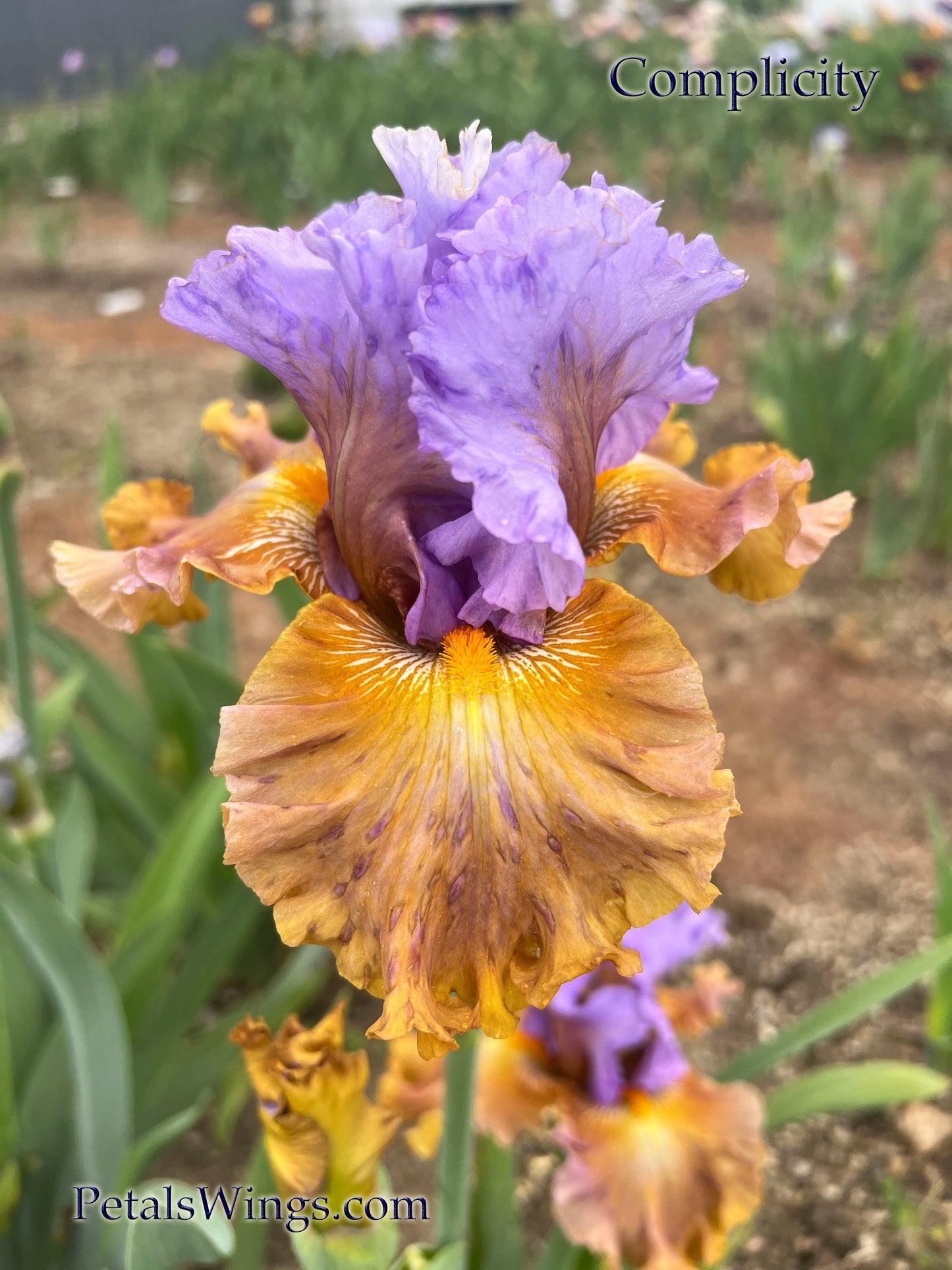 COMPLICITY - 2021 - TB