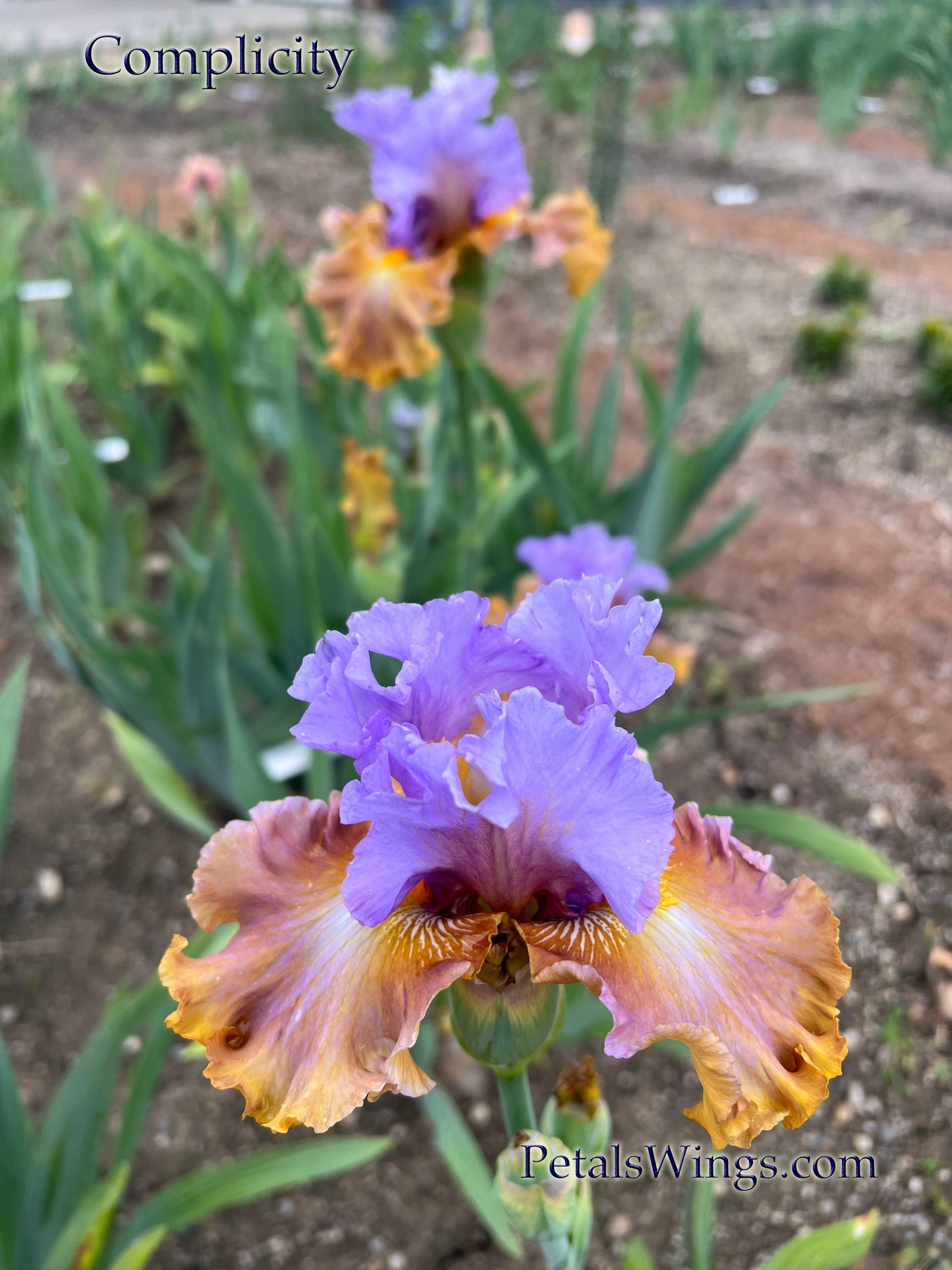 COMPLICITY - 2021 - TB