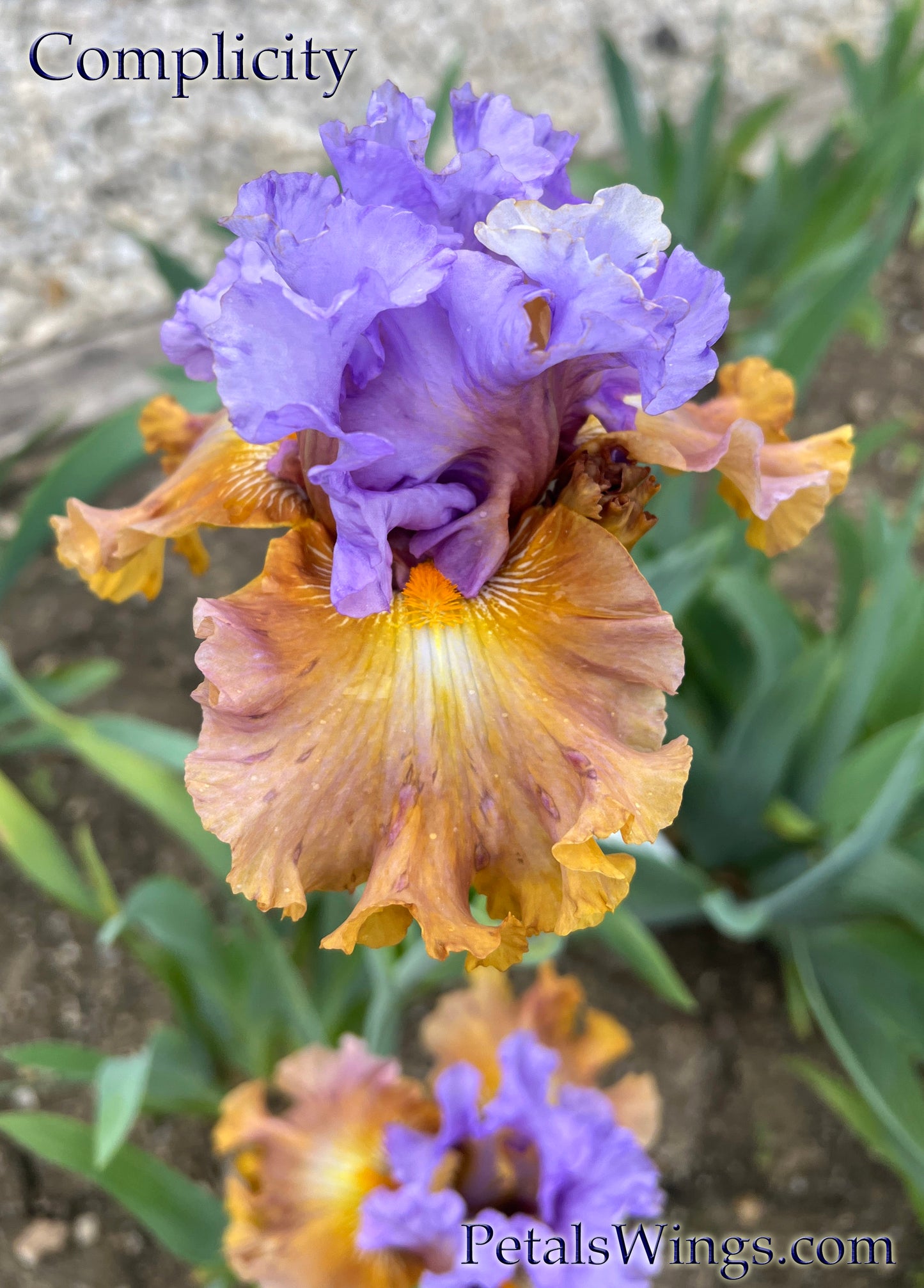 COMPLICITY - 2021 - TB