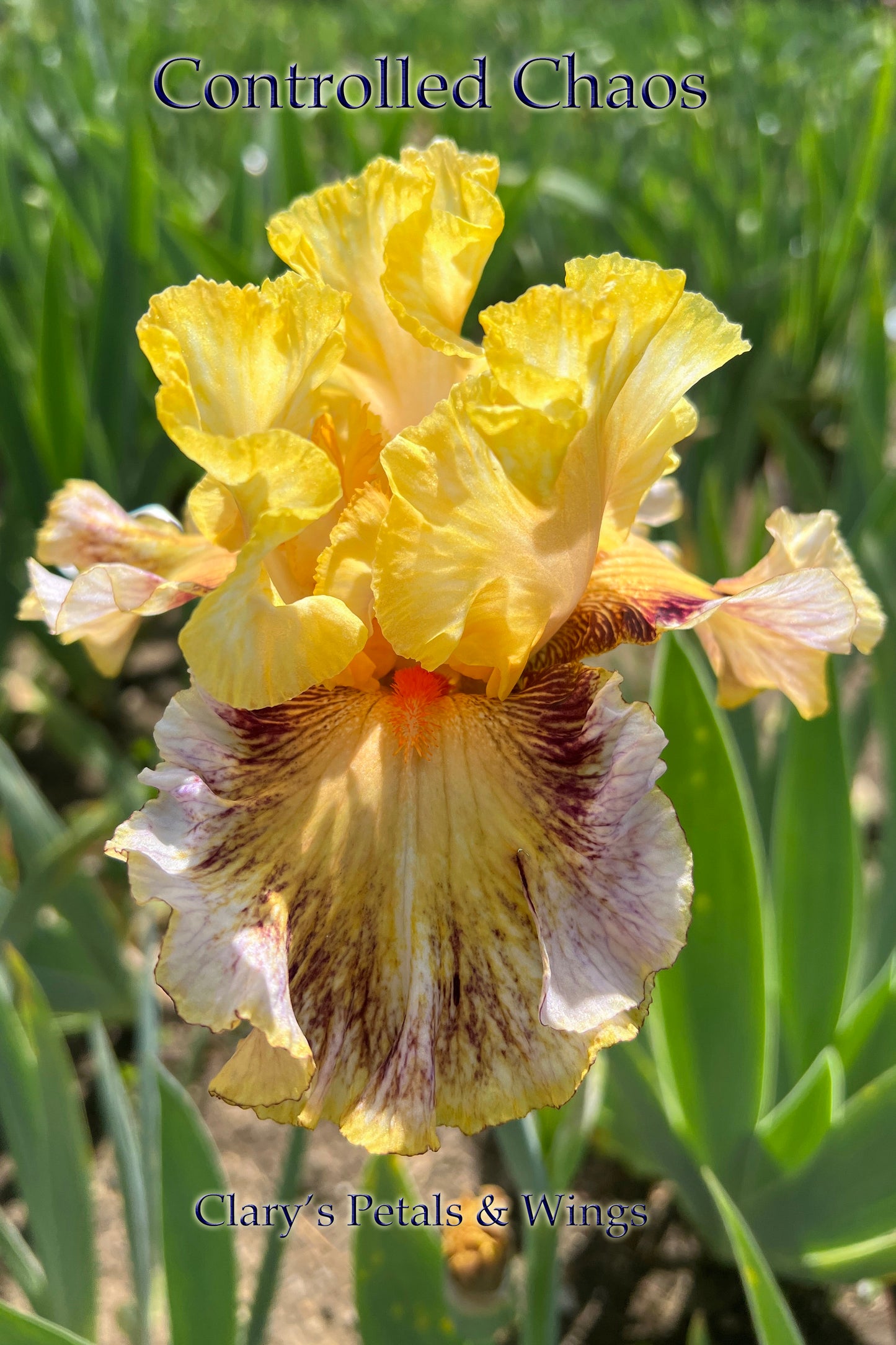 CONTROLLED CHAOS - 2021  - TB - Fragrant