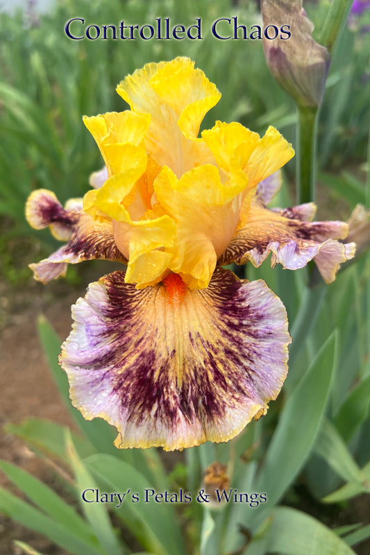 CONTROLLED CHAOS - 2021  - TB - Fragrant