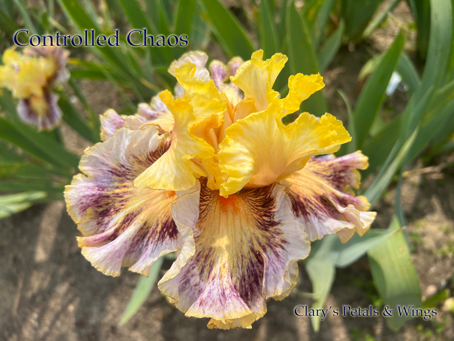 CONTROLLED CHAOS - 2021  - TB - Fragrant