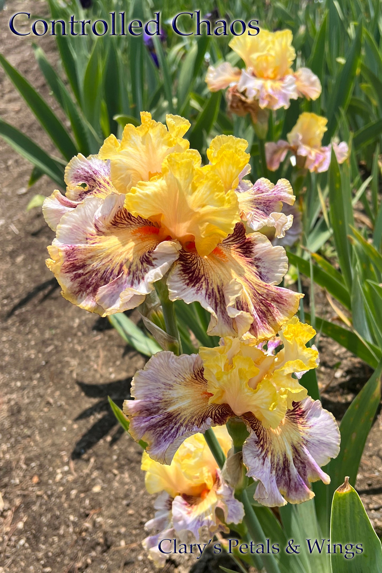 CONTROLLED CHAOS - 2021  - TB - Fragrant