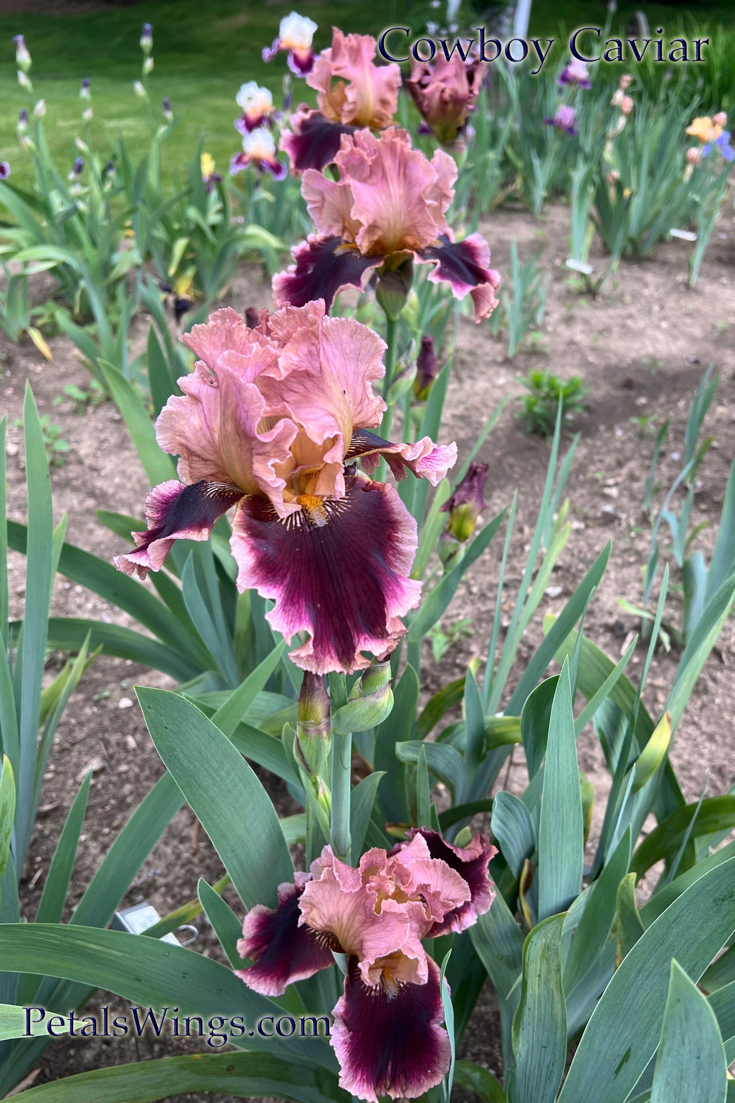 COWBOY CAVIAR - 2013 - TB