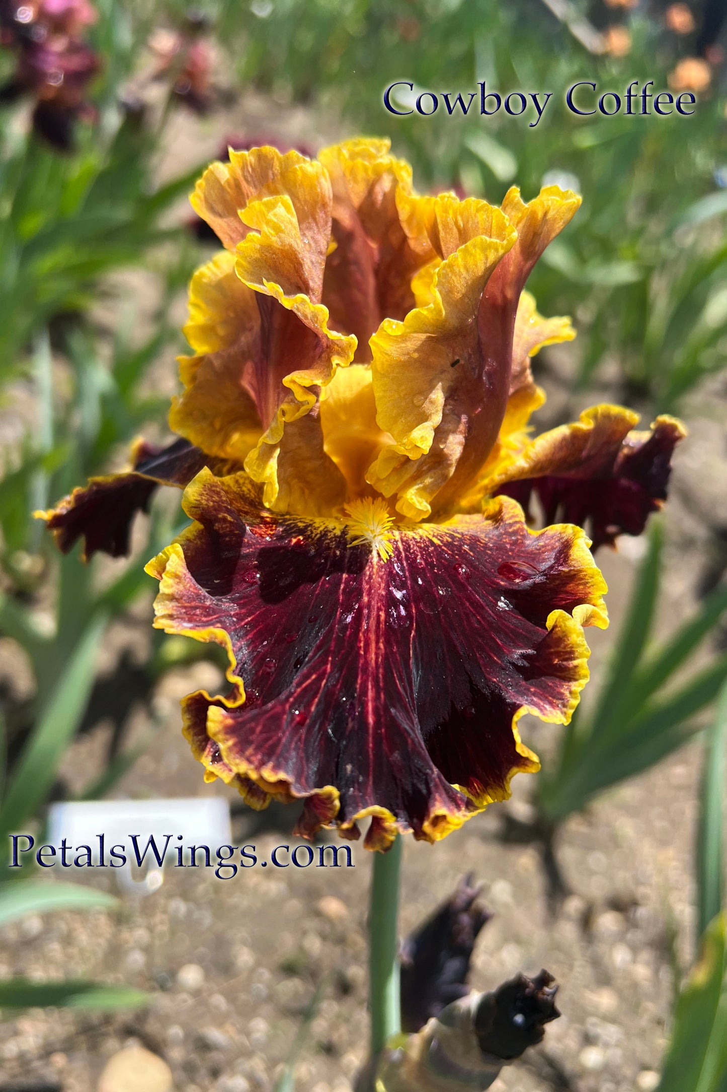 COWBOY COFFEE - 2023 - BB - Fragrant