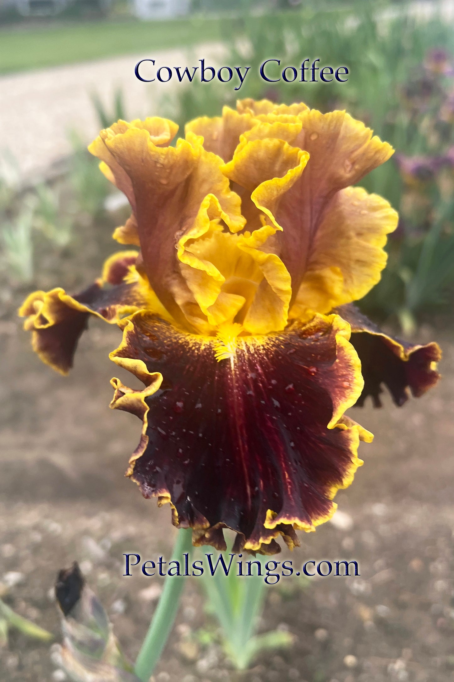 COWBOY COFFEE - 2023 - BB - Fragrant