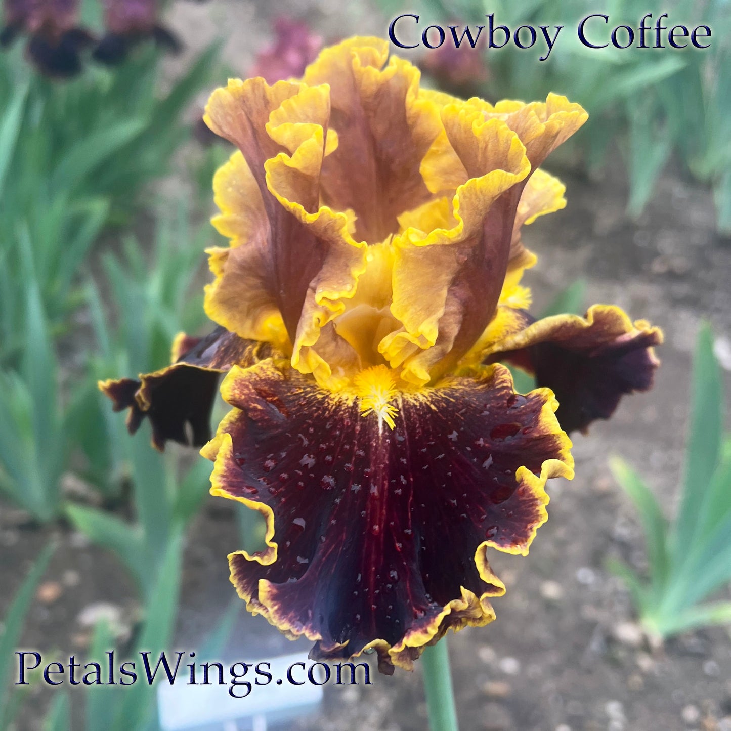 COWBOY COFFEE - 2023 - BB - Fragrant