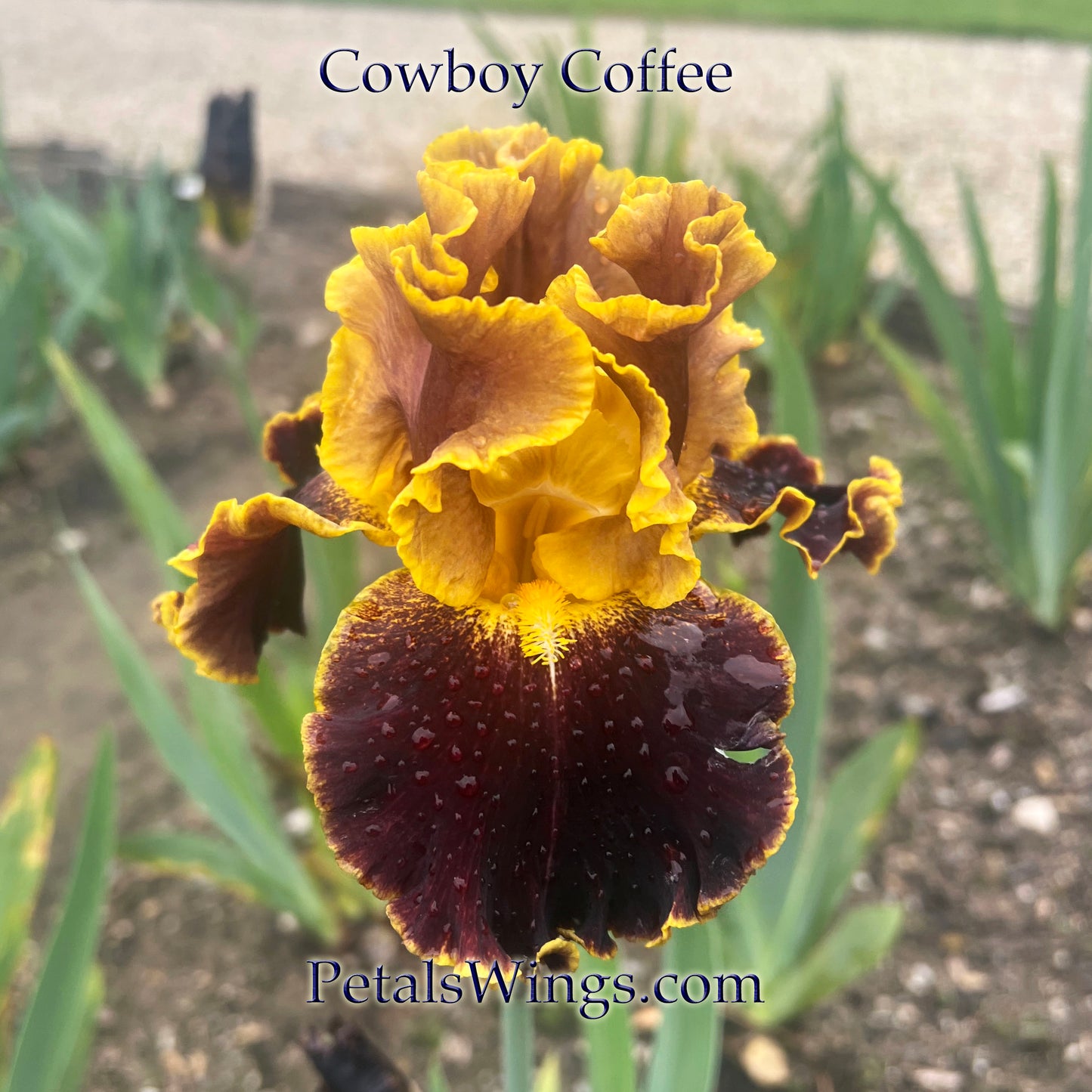COWBOY COFFEE - 2023 - BB - Fragrant