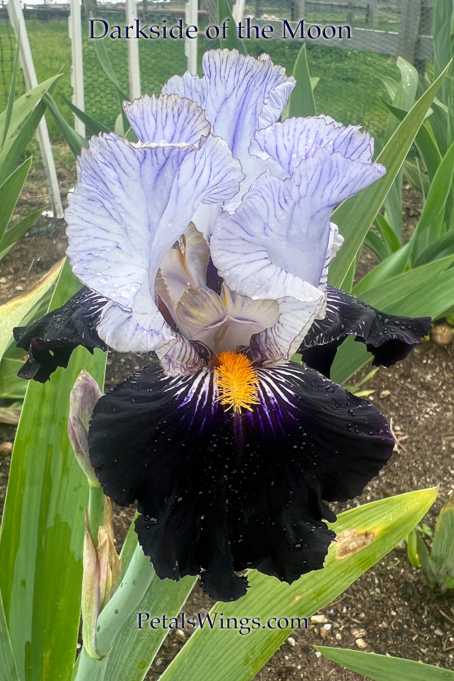 DARKSIDE OF THE MOON - 2022 - TB - Fragrant