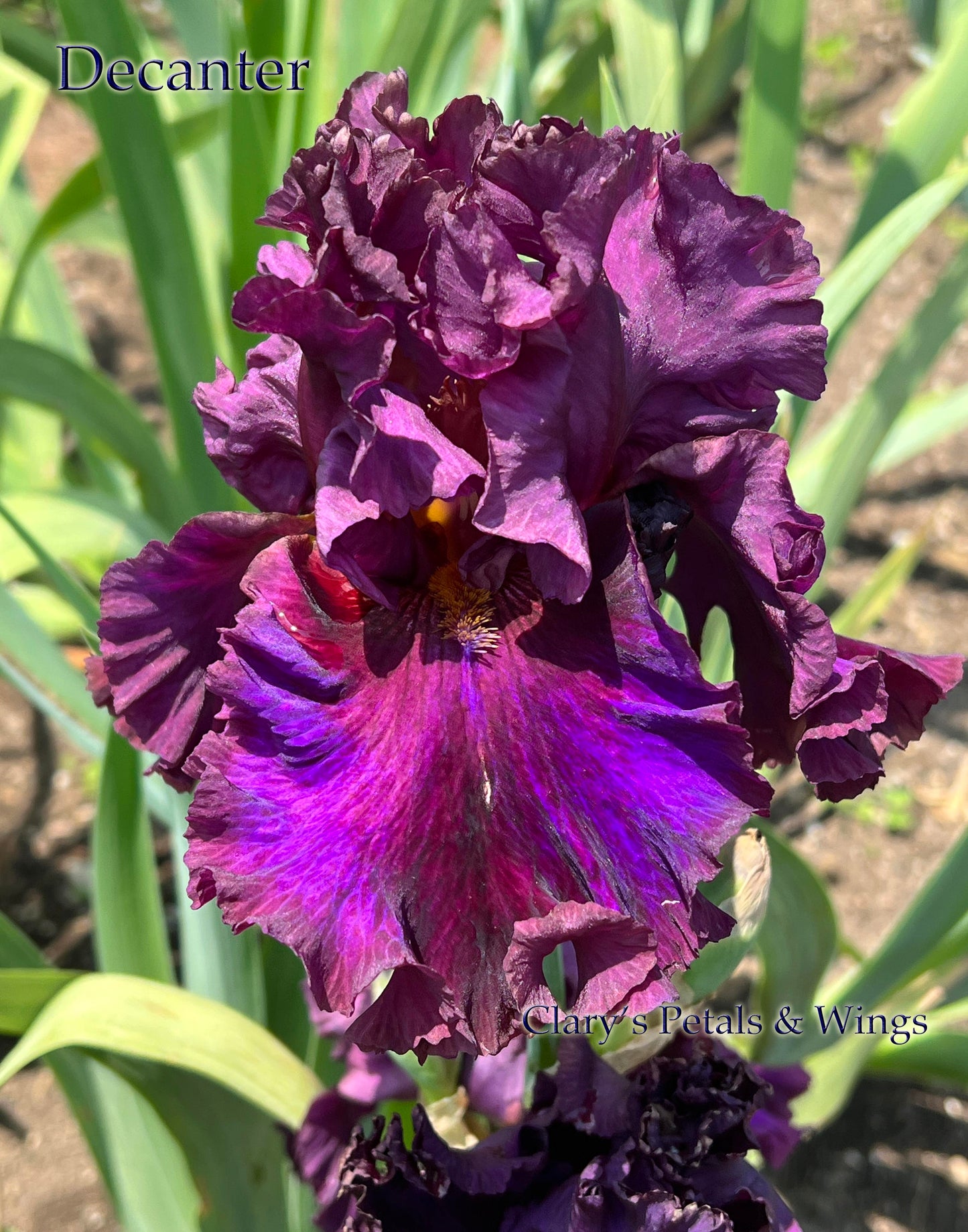 DECANTER - 2021 - TB - Fragrant