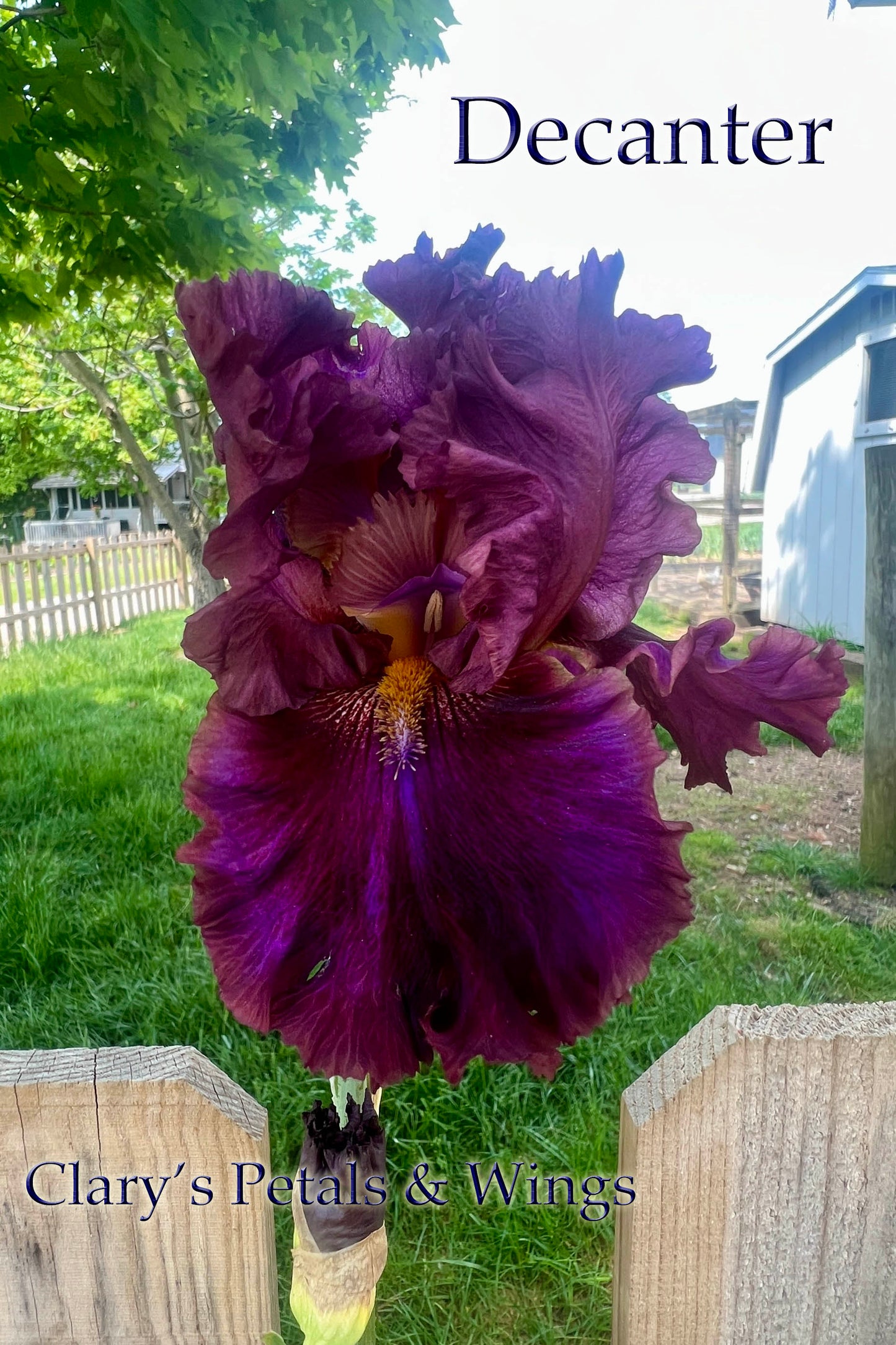 DECANTER - 2021 - TB - Fragrant