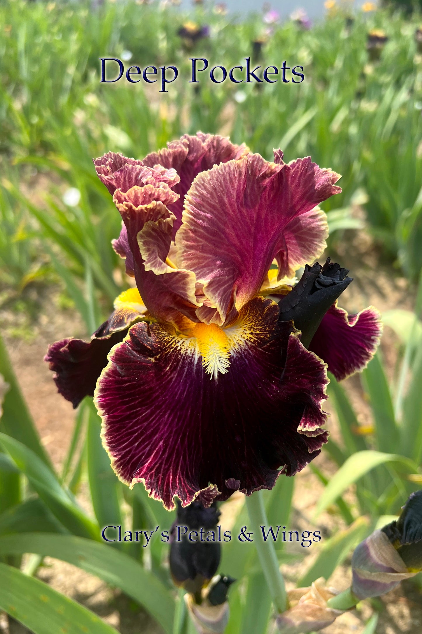 DEEP POCKETS - 2021 - TB