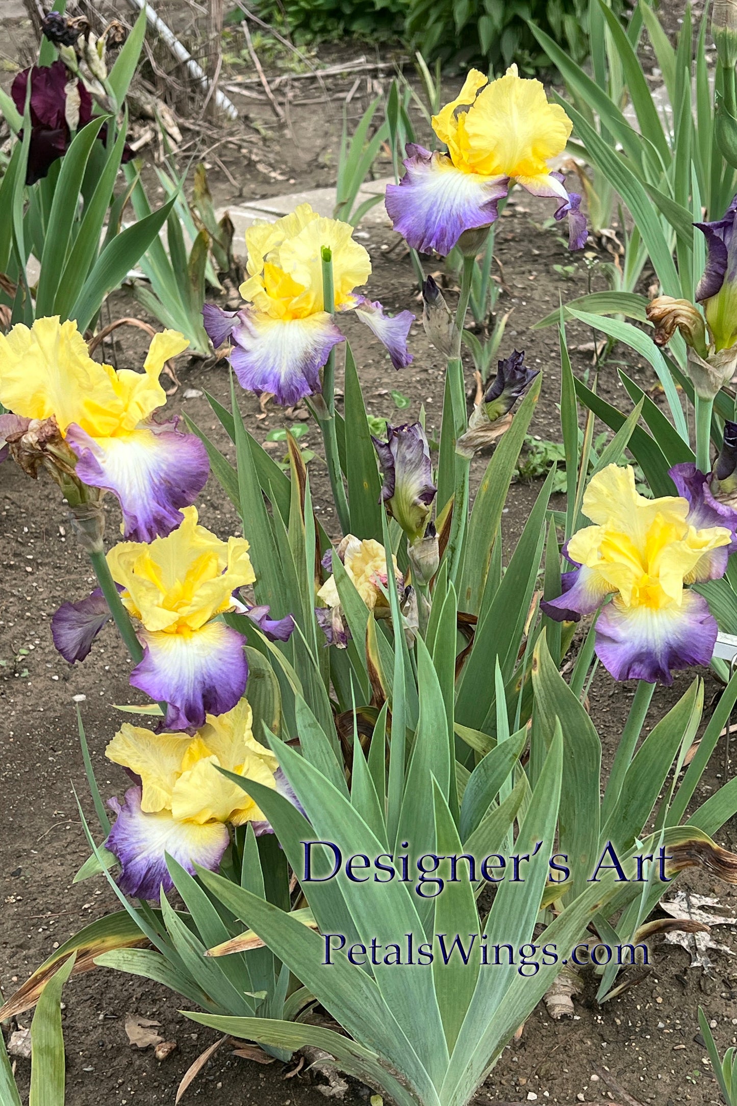 DESIGNER'S ART - 2005 - TB - Fragrant