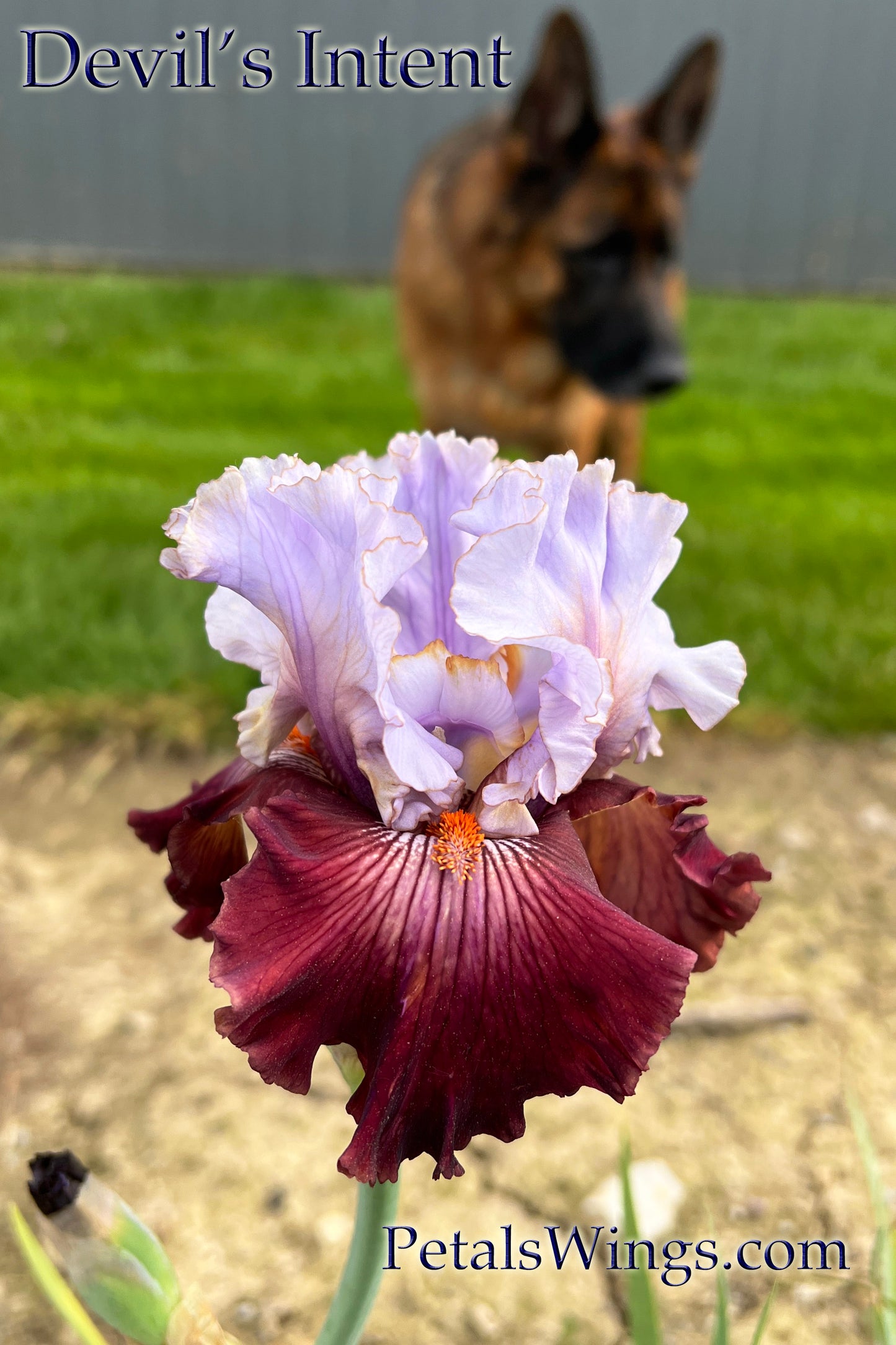 DEVIL'S INTENT - 2016 - TB - Fragrant