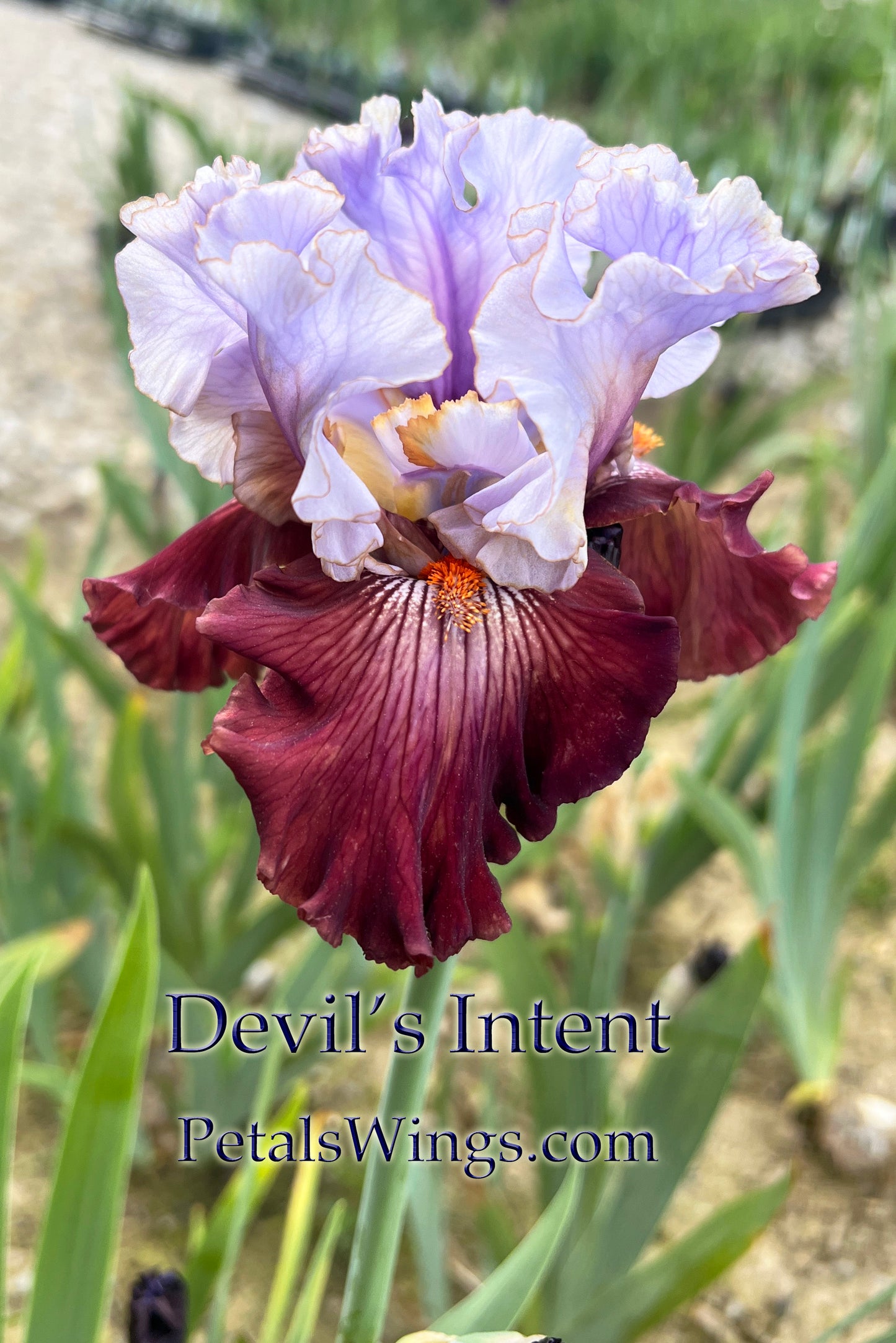 DEVIL'S INTENT - 2016 - TB - Fragrant