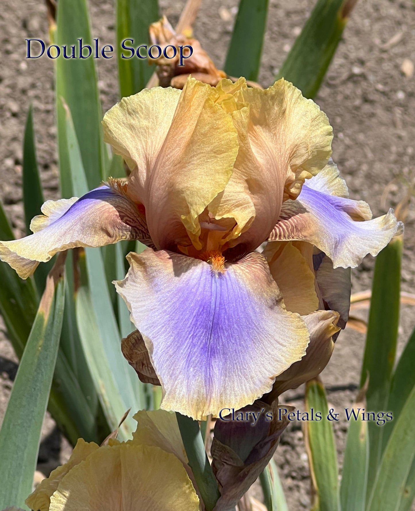 DOUBLE SCOOP - 1980 - TB - Reblooming