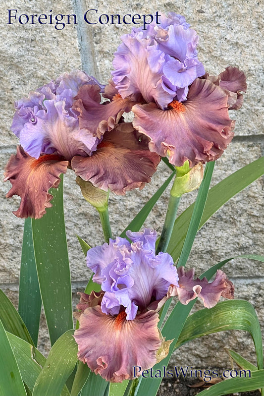 FOREIGN CONCEPT - 2024 - TB - Fragrant