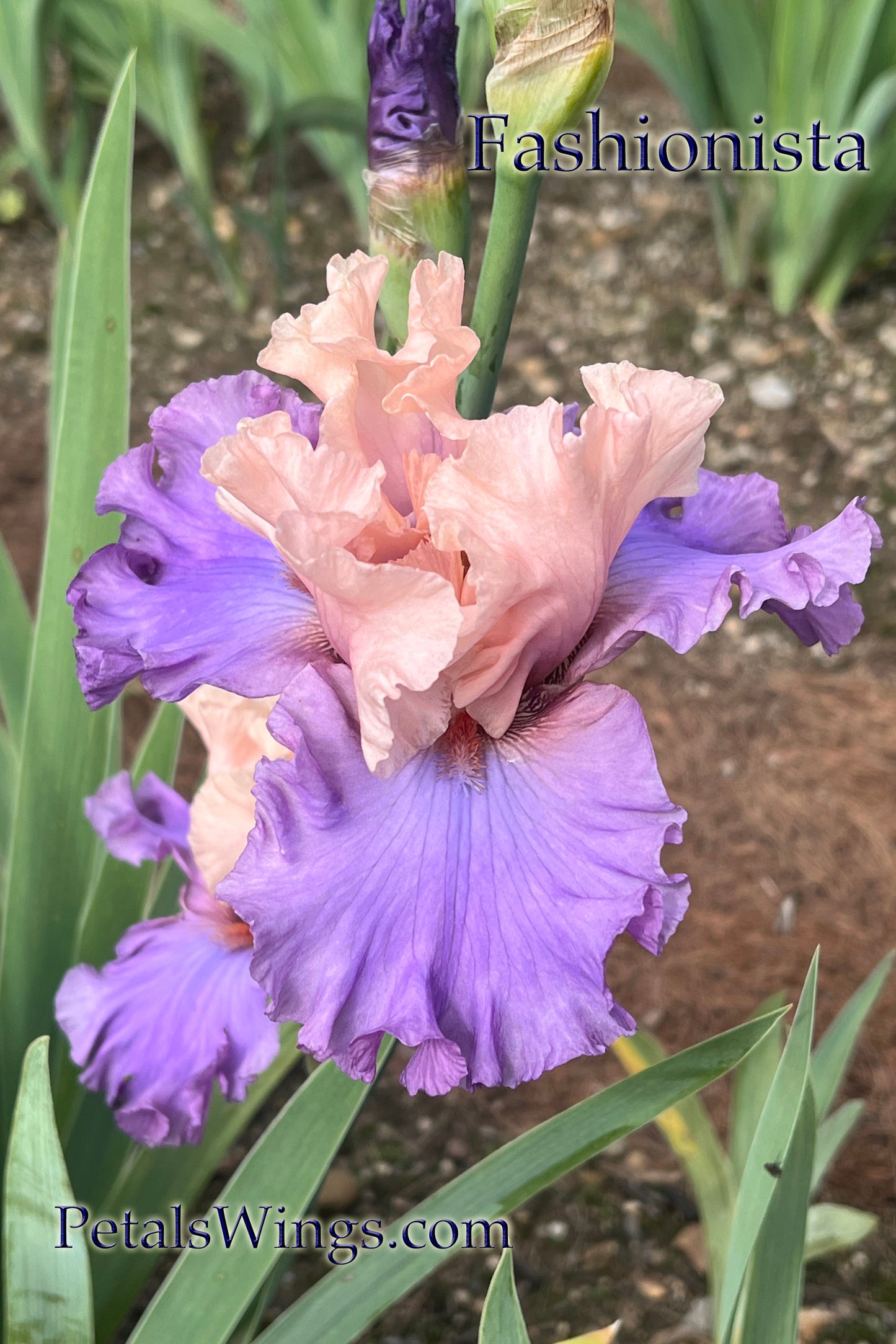 FASHIONISTA - 2005 - TB - Reblooming & Fragrant