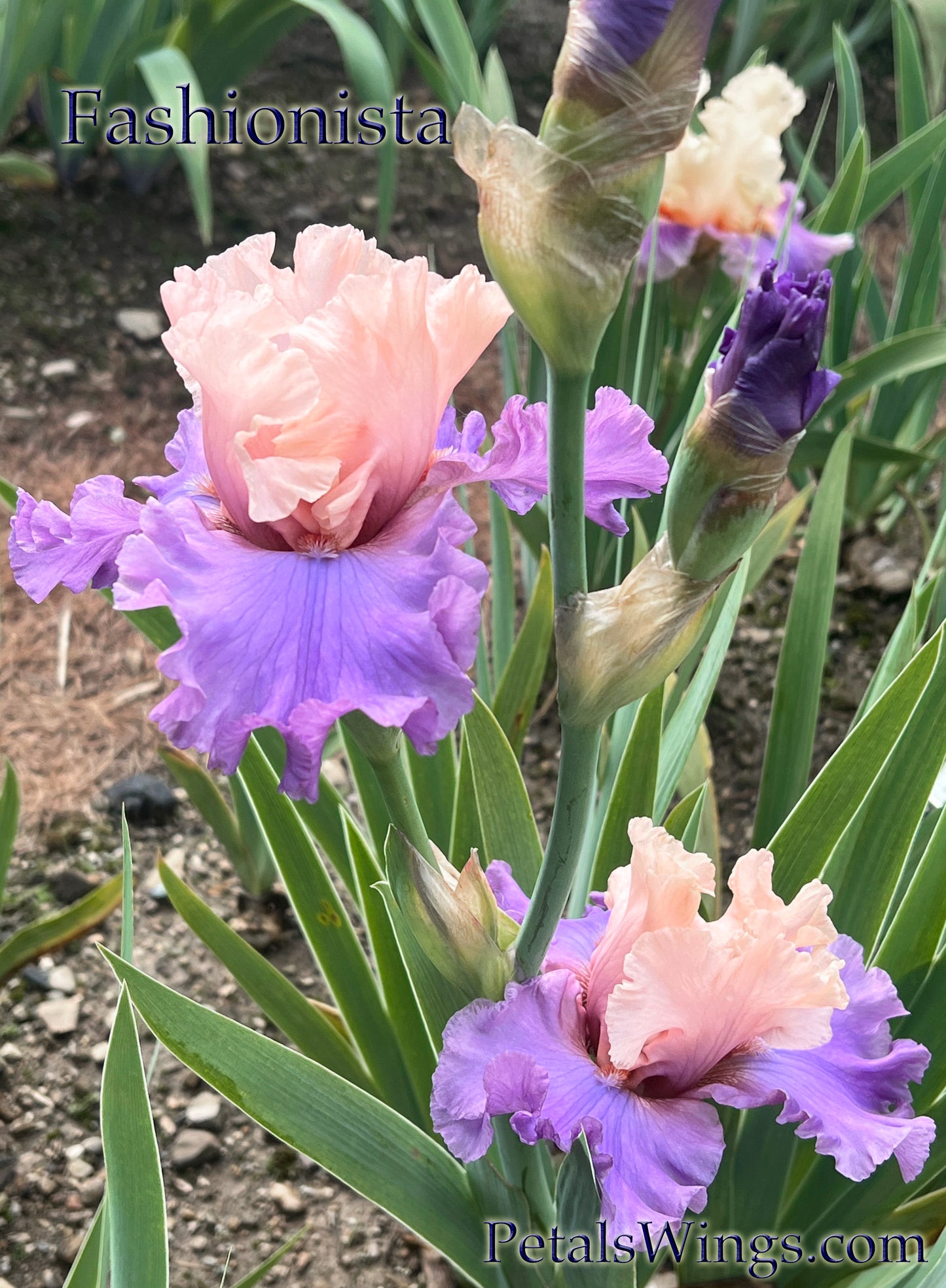 FASHIONISTA - 2005 - TB - Reblooming & Fragrant